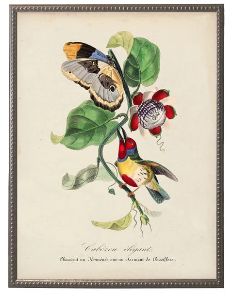 Vintage Barbet And Flower Print On A Distressed Background In Frame