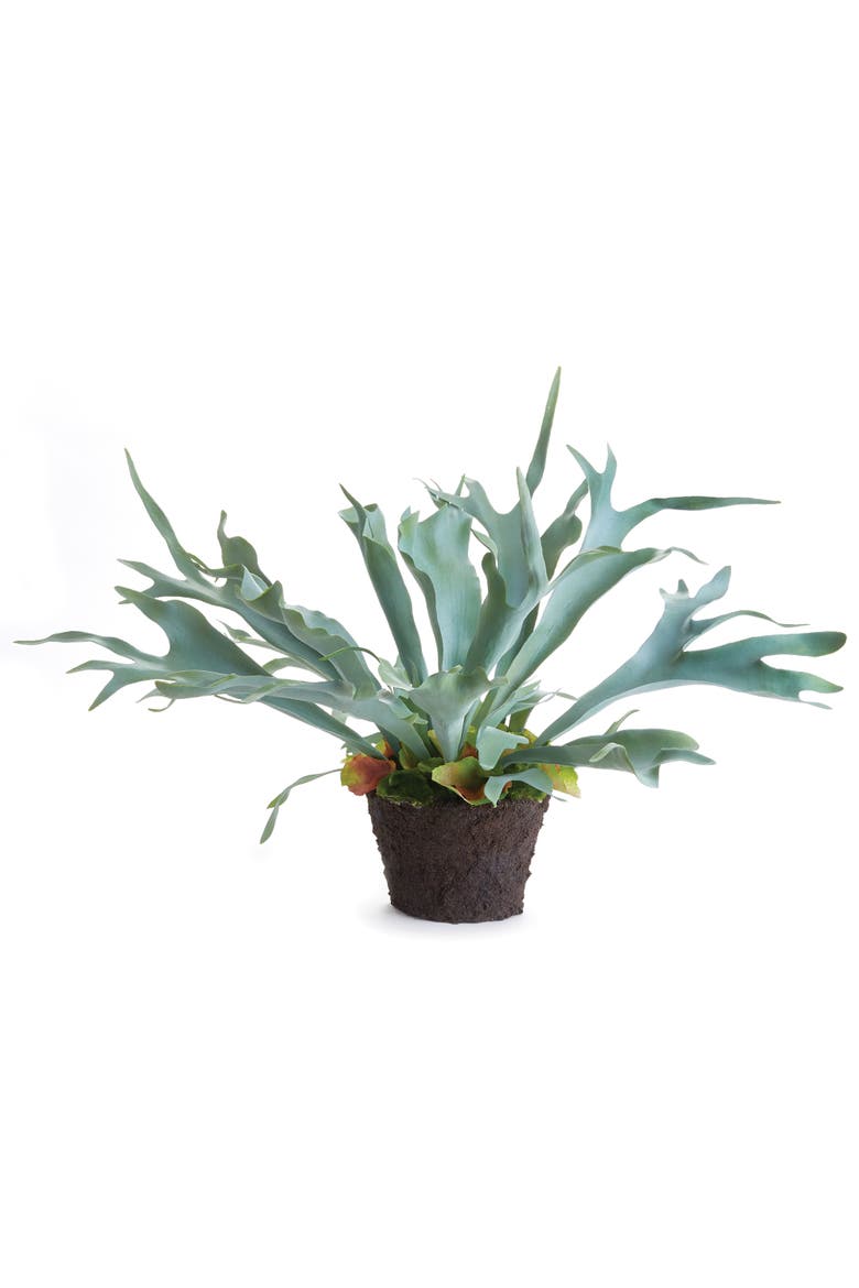 Staghorn Fern Drop-In 21", Main, color, Green
