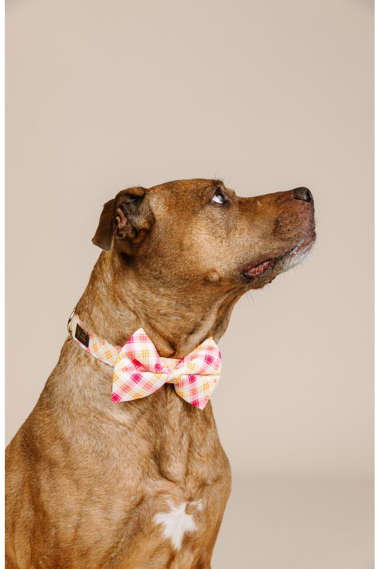 Lottie Bow Tie, Alternate, color, Lottie