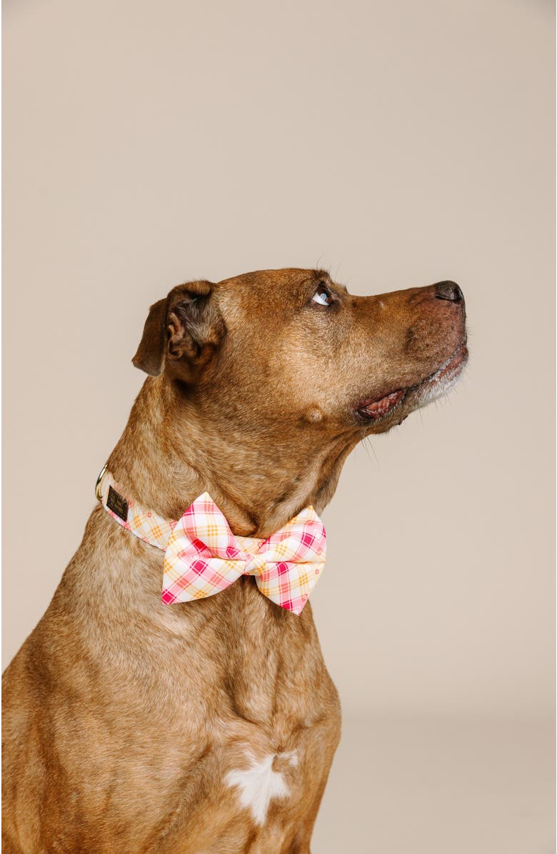 Pink Papyrus Lottie Bow Tie, Alternate, color, Lottie