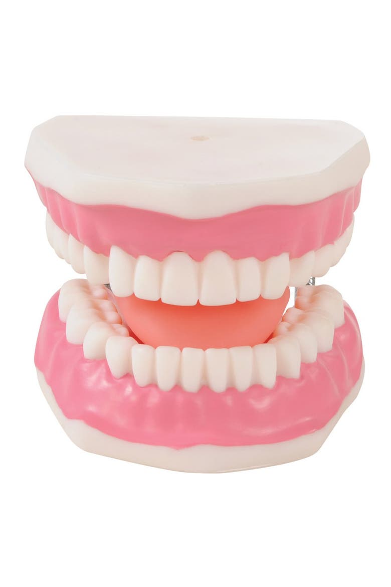 Healthy Smiles Dental Model, Alternate, color, Multicolored