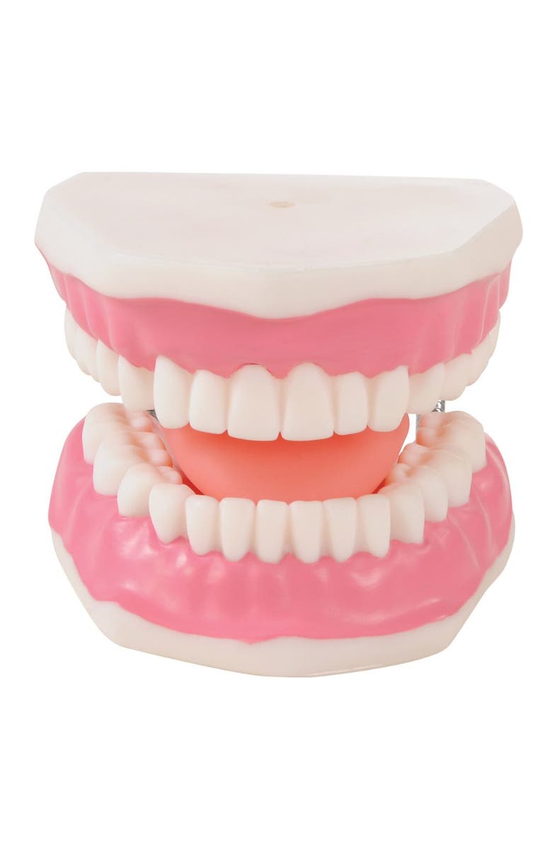 Kaplan Early Learning Company Healthy Smiles Dental Model, Alternate, color, Multicolored