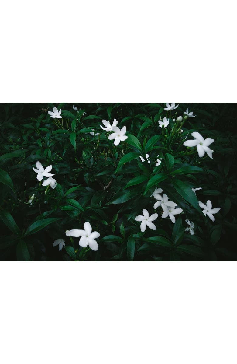 Kanobe Jasmin Du Nil Body Oil, Alternate, color, NO COLOR