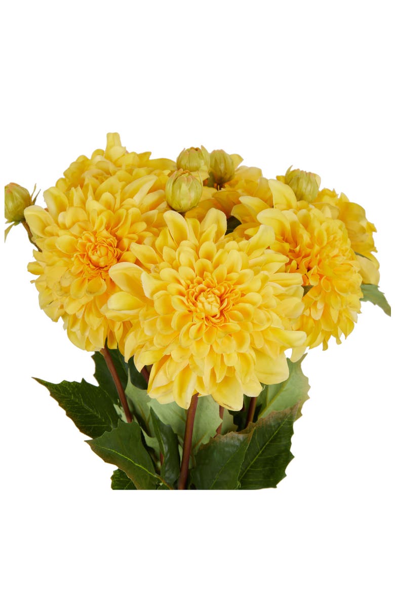 Set of Eight Yellow Dahlia Artificial Flowers, Alternate, color, YELLOW