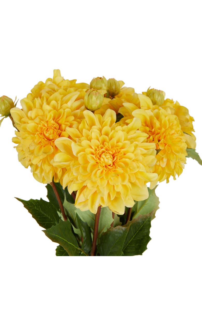 SONOMA SAGE HOME Set of Eight Yellow Dahlia Artificial Flowers, Alternate, color, Yellow