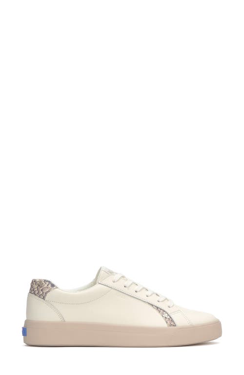 Shop Keds ® Pursuit Sneaker In Egret/brown