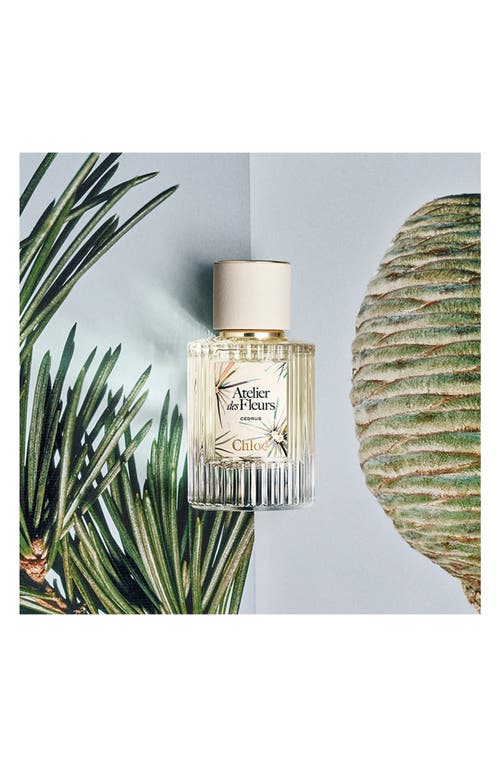 Chloé Atelier Des Fleurs Cedrus Eau De Parfum In Transparent