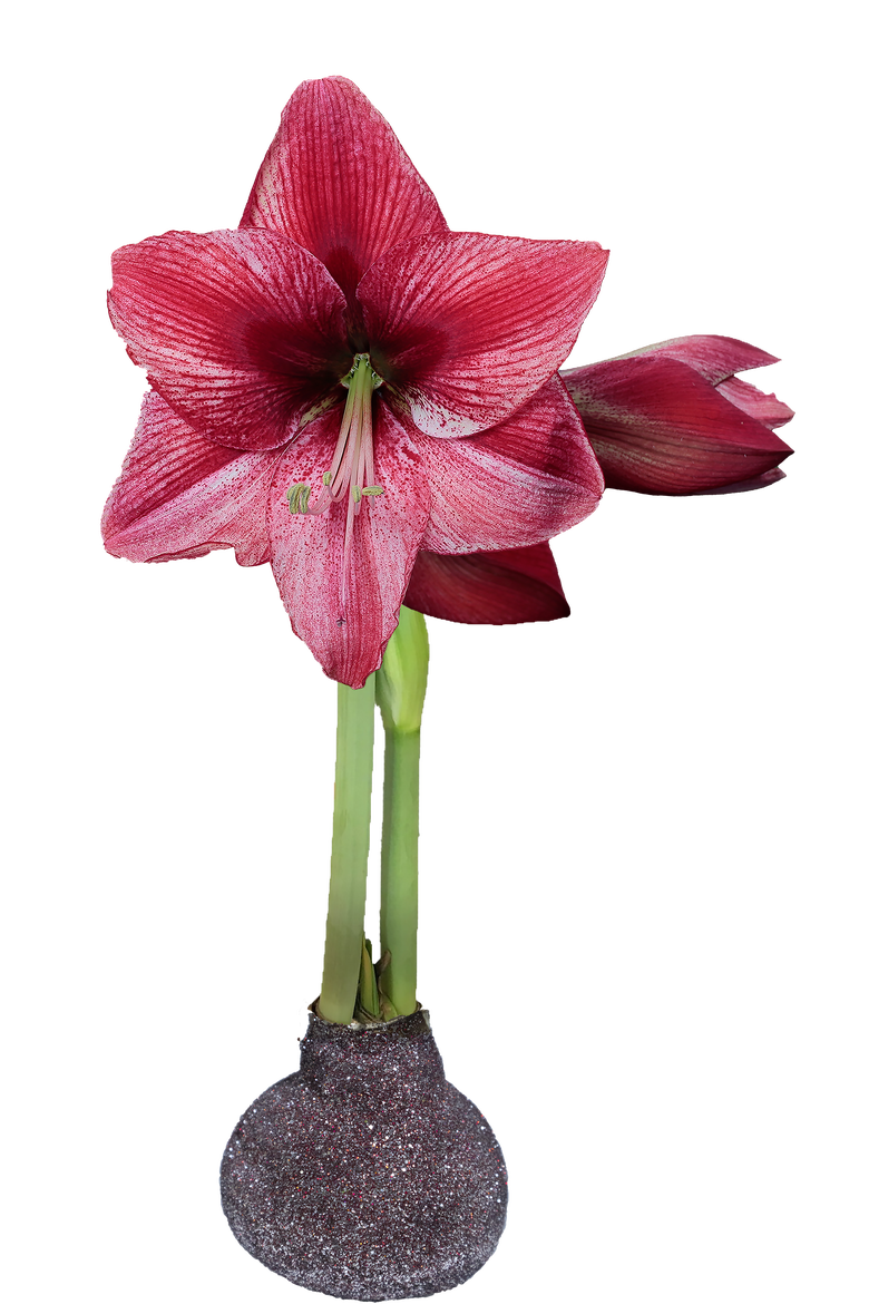 Revelation Flower Base 36+, Main, color, Silver Red Glitter