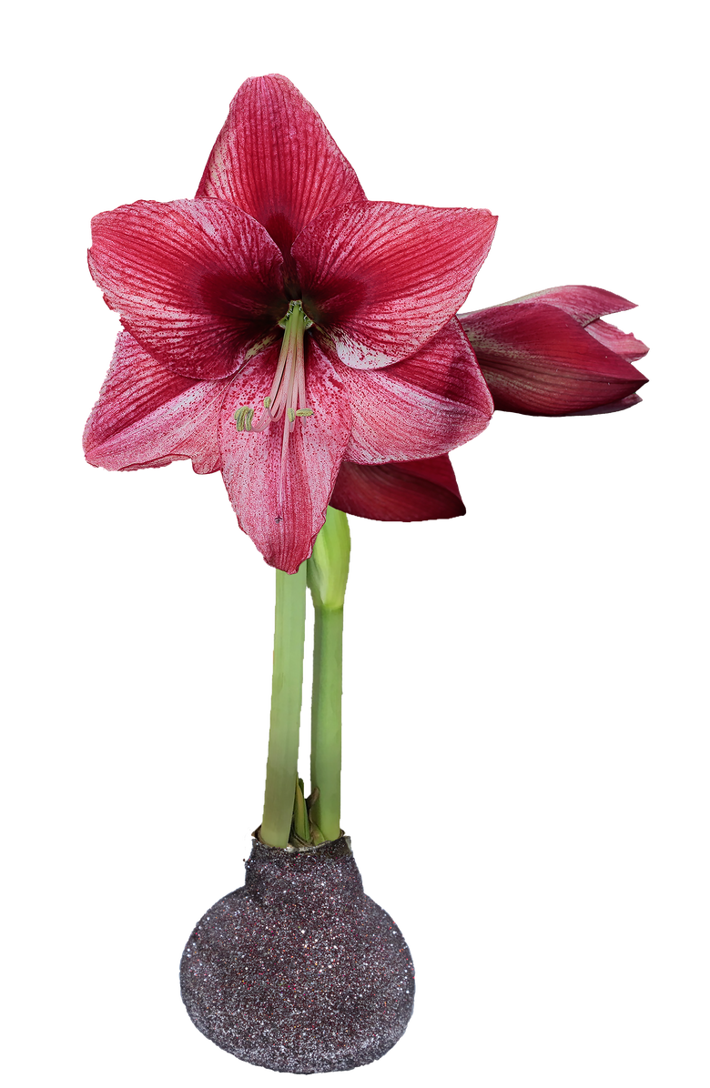 Daylily Nursery Revelation Flower Base 36+, Main, color, Silver Red Glitter