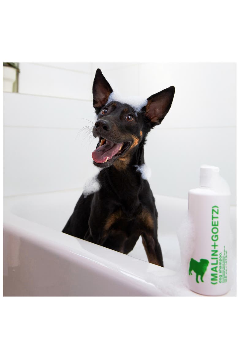 Dog Shampoo, Alternate, color, NO COLOR