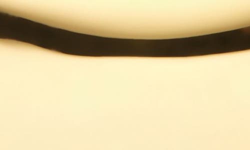 LIE STUDIO LIÉ STUDIO THE THEA PONYTAIL HOLDER 