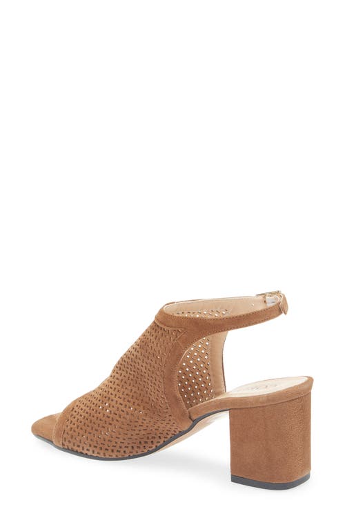 Cordani Illia Ankle Strap Sandal In Brown