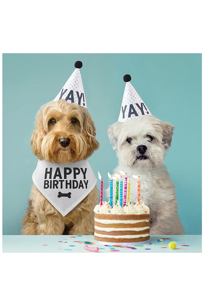 Pet Birthday Box, Alternate, color, WHITE