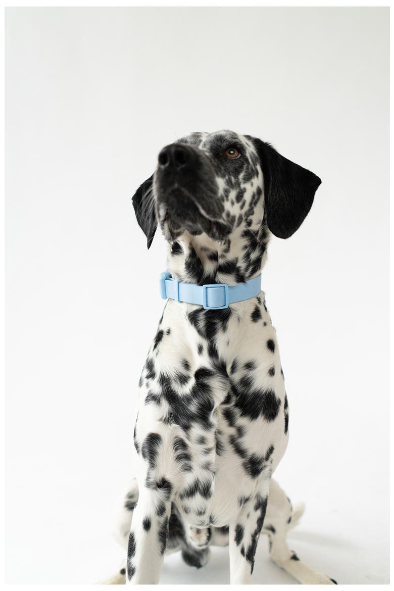 Dog Leash & 15 oz. Water Bottle Set, Alternate, color, SKY BLUE