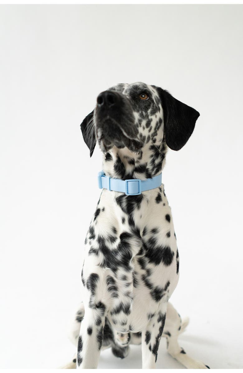 Springer Dog Leash & 15 oz. Water Bottle Set, Alternate, color, Sky Blue