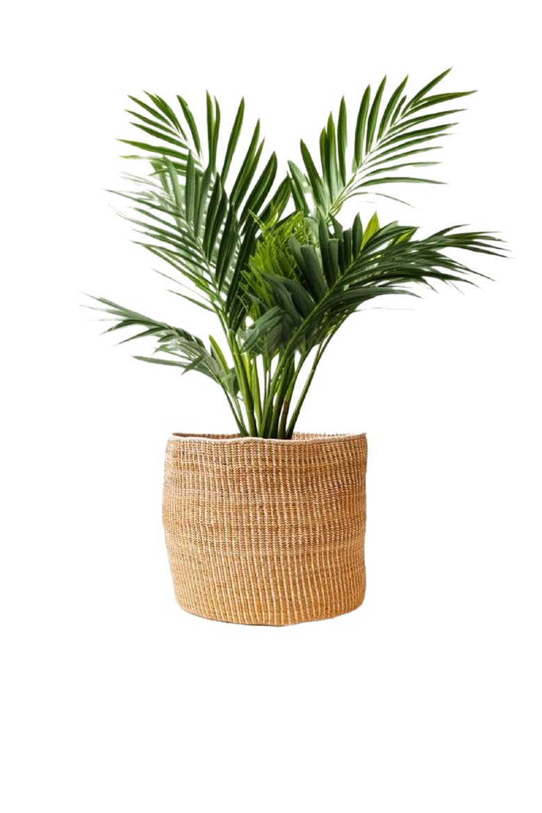 Banana Leaf Planter in Mixed Natural, Main, color, Natural