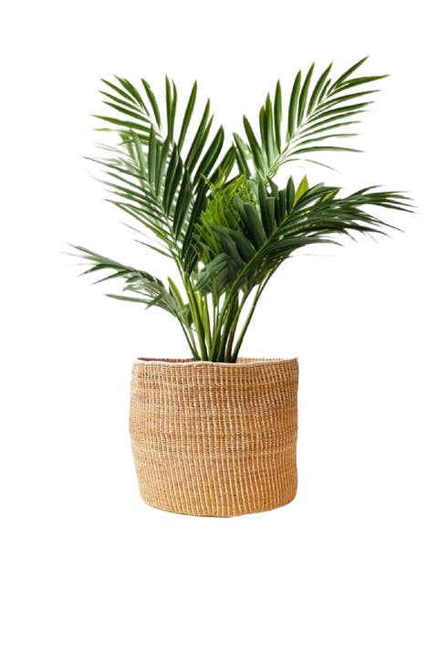 Banana Leaf Planter in Mixed Natural