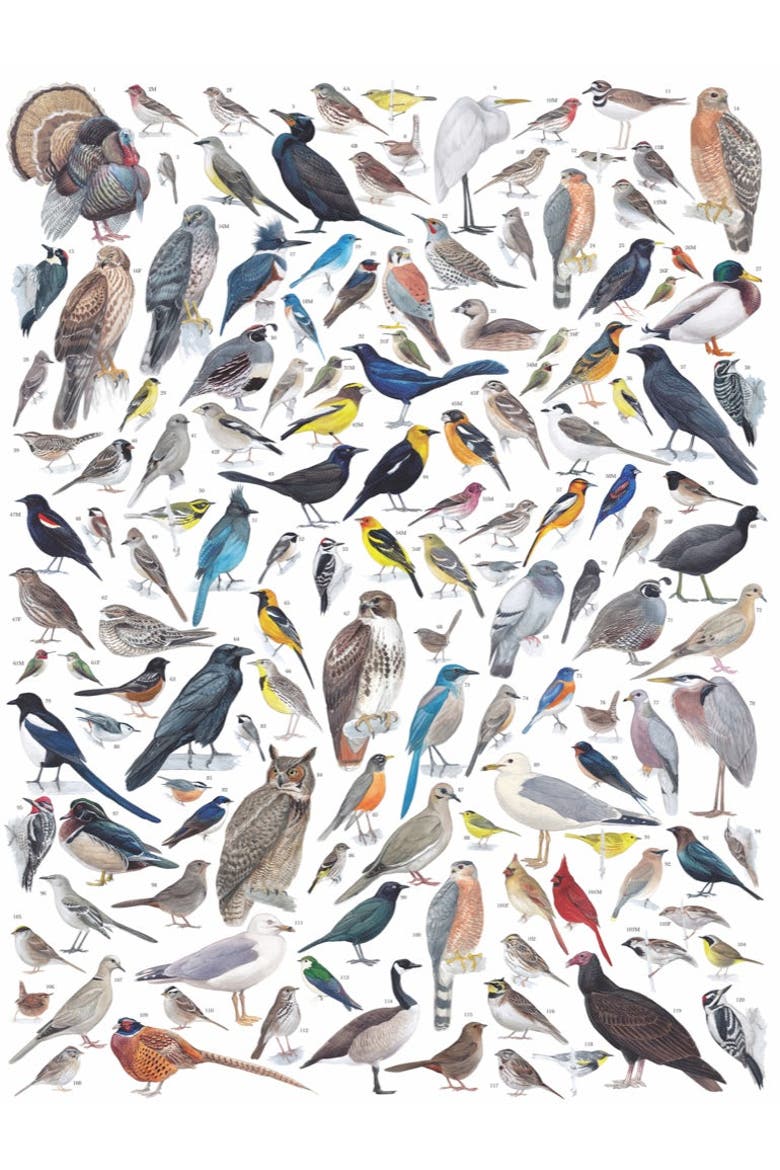Birds of Western North America 1000 Piece Puzzle, Alternate, color, No Color