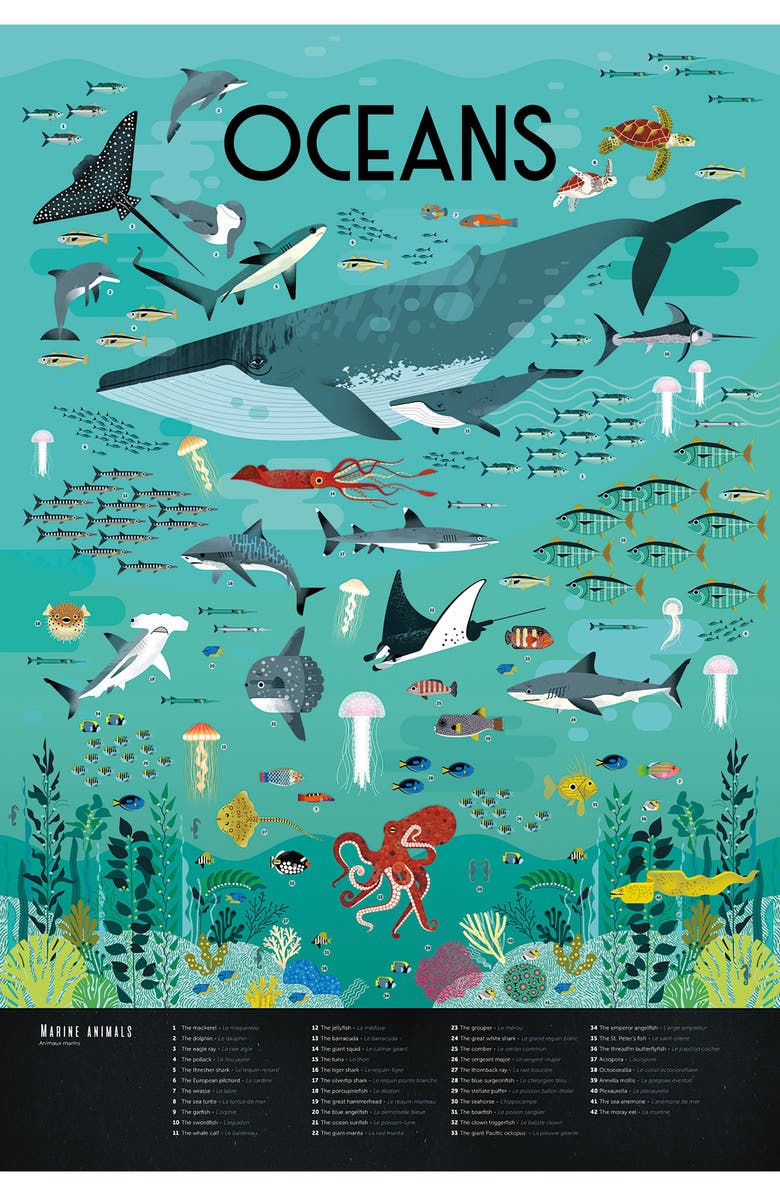 Scrunch Ocean Discovery Poster, Alternate, color, Multi