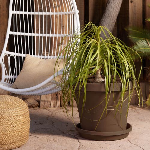 Bloem Terra 17 Inch Resin Saucer, Chocolate Brown Round Flower Pot Tray In Brown