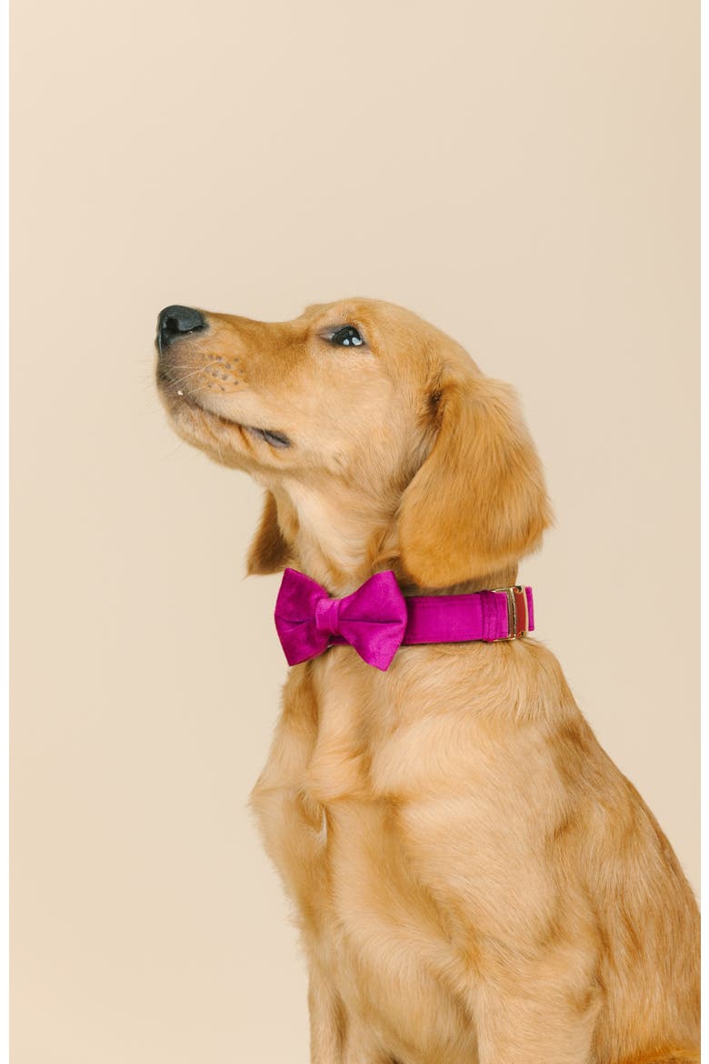 August Bow Tie, Alternate, color, August