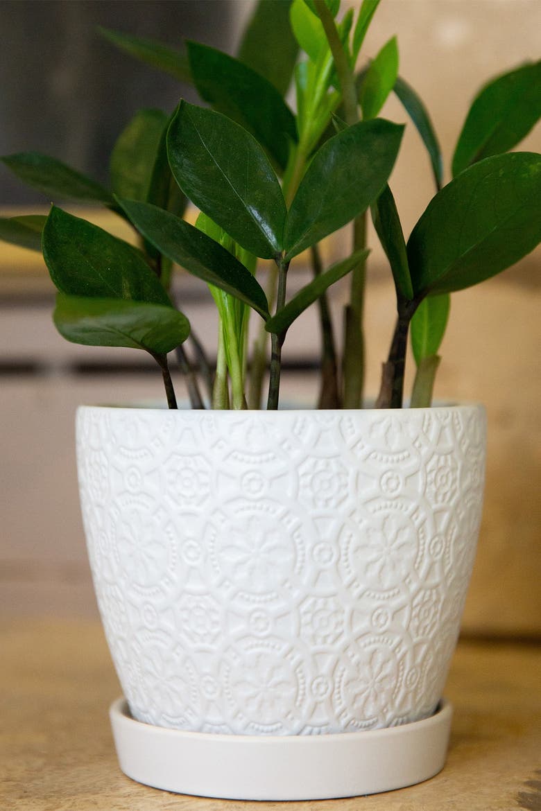 Matte White 5.75-Inch Cathedral Ceramic Saucer Planter, Alternate, color, MATTE WHITE