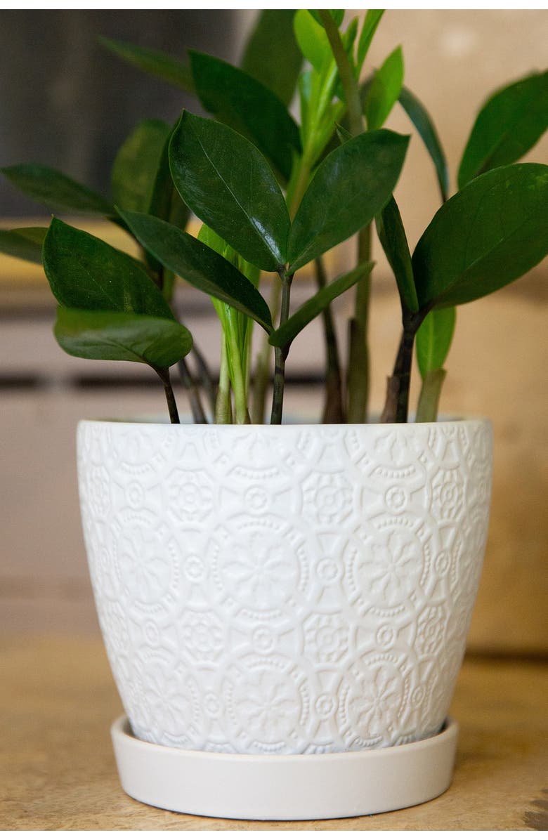 FLORA BUNDA Matte White 5.75-Inch Cathedral Ceramic Saucer Planter, Alternate, color, Matte White