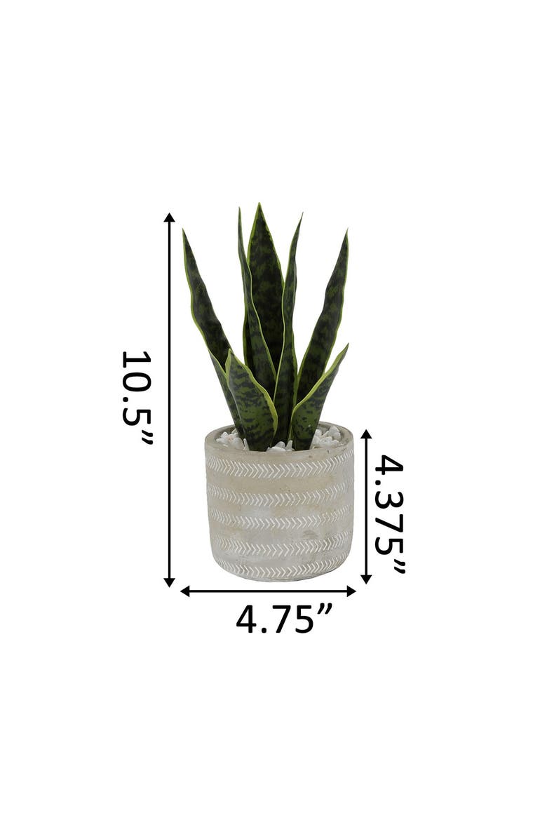 FLORA BUNDA 12"H Snake plant in 4.75" Pueblo Cement Pot, Alternate, color,