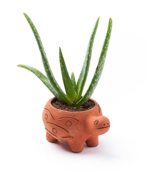 Rakshana Plant Pot