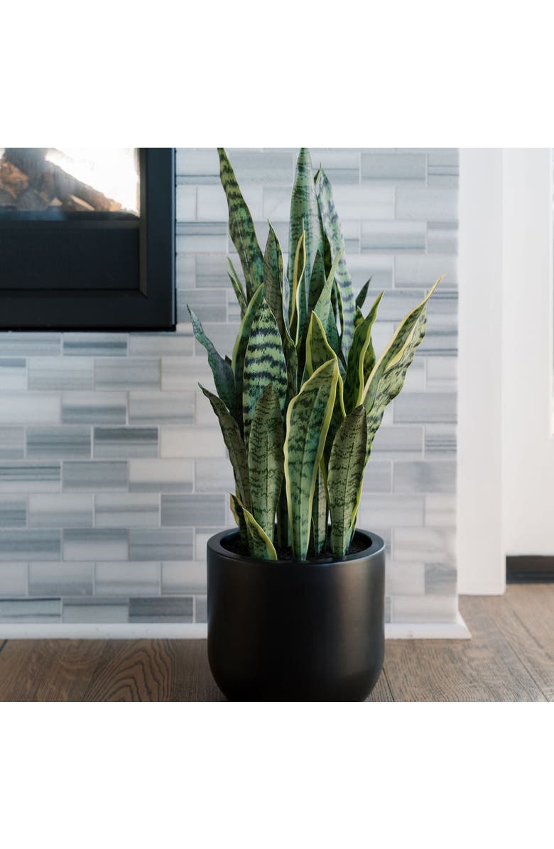 CG Hunter 30" Snake Plant, Alternate, color, Green