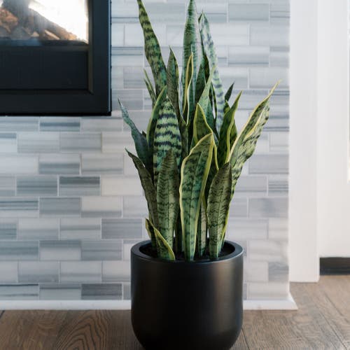 Cg Hunter 30" Snake Plant In Green