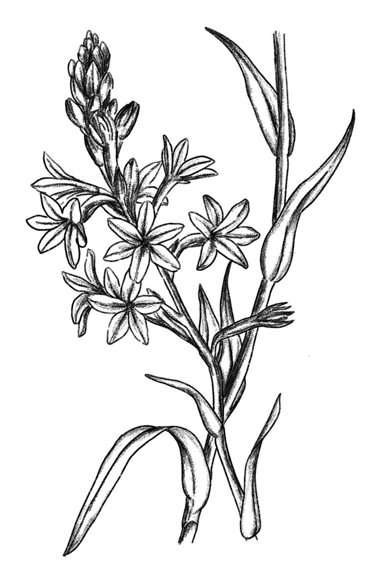 AMOUAGE Love Delight Eau de Parfum, Alternate, color, 