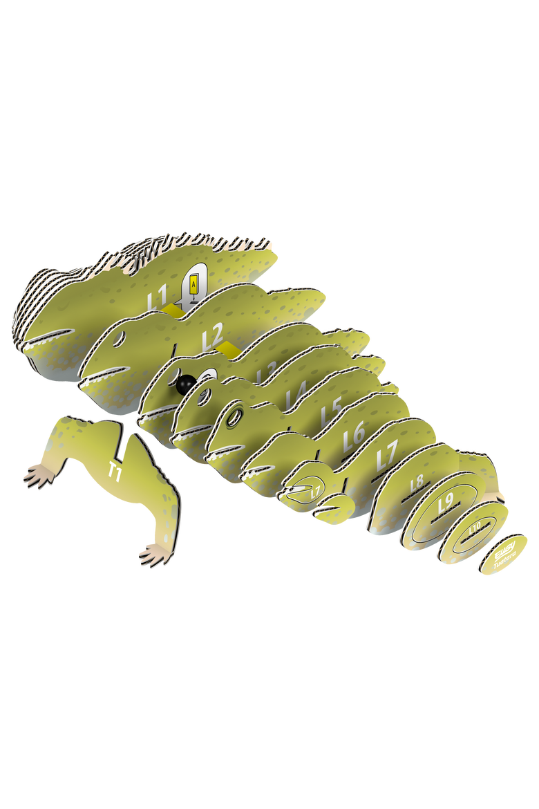 Tuatara 3D Puzzle, Alternate, color, No Color