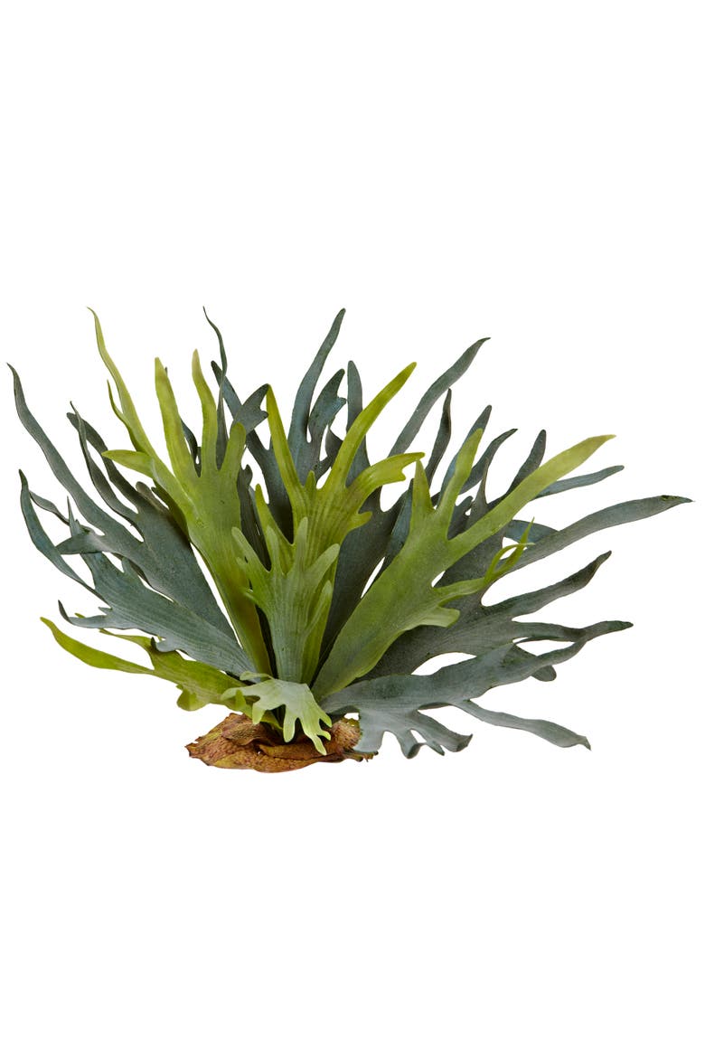 21-in Staghorn Fern, Main, color, Green