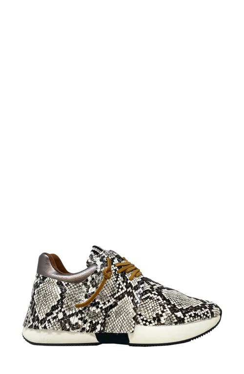 Shushop Pepa Snake Embossed Sneaker In Brown Snake