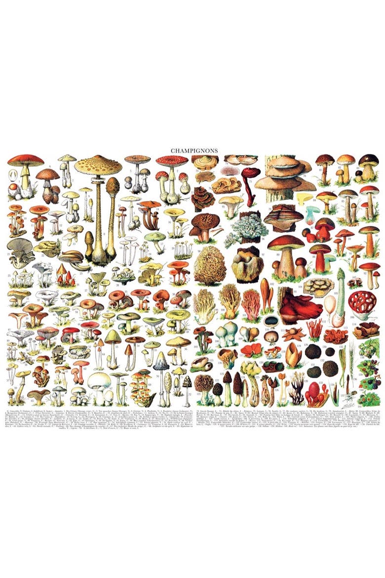 Mushrooms ~ Champignons 1000 Piece Puzzle, Alternate, color, No Color