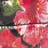 selected Floral