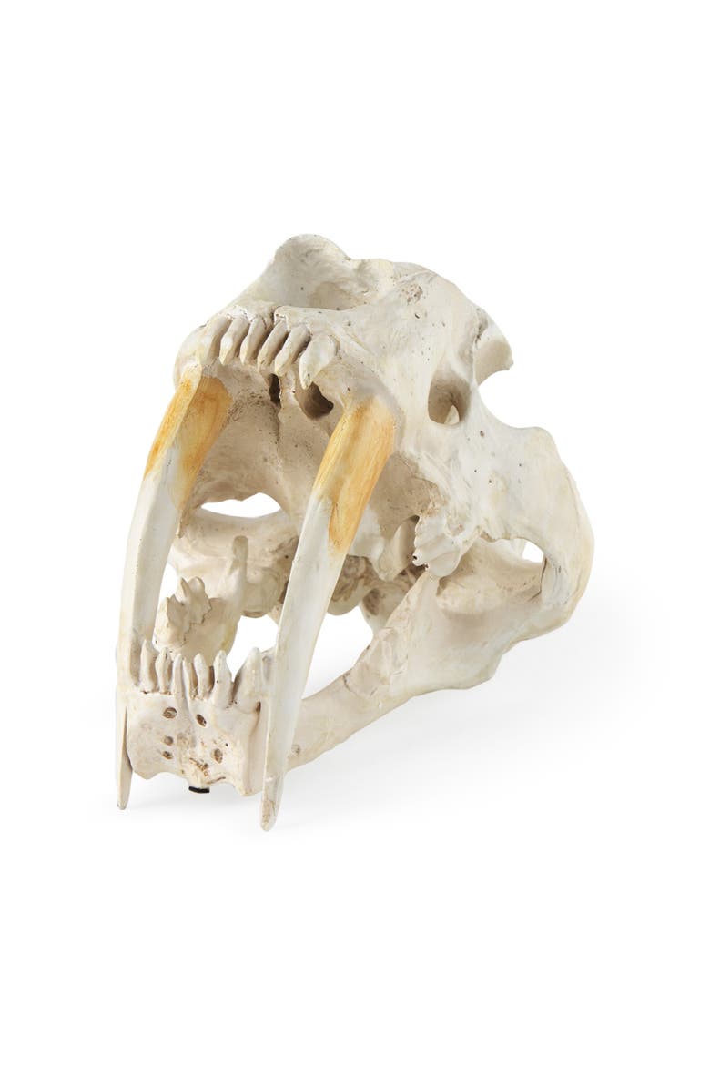Fozzil 9L x 9W Resin Sabretooth Skull Replica, Main, color, Beige