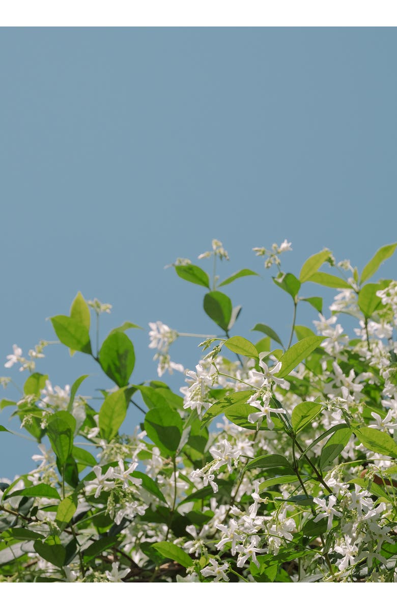 Perfumehead 1272 Coltrait Perfume, Alternate, color,