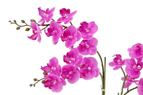 Cg Hunter Artificial 2-stem Phalaenopsis Pink Orchid In White