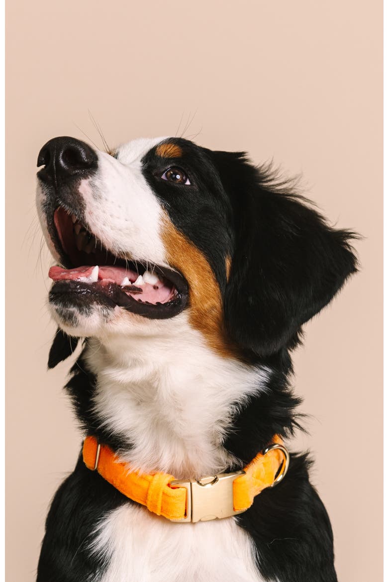 Ezra Dog Collar, Alternate, color, Ezra