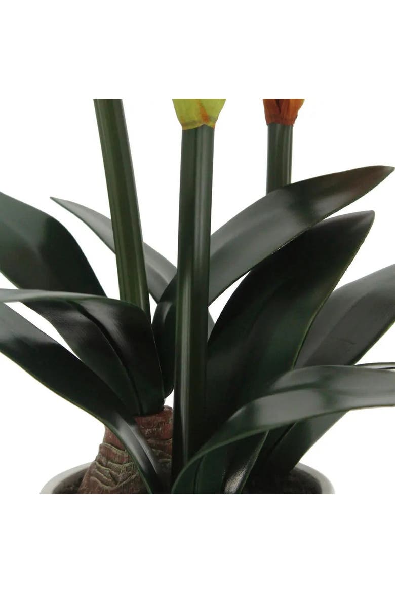 24" Red Amaryllis Arrangement in White Pot, Alternate, color, Red