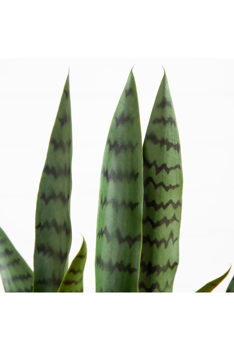 2-ft UV Resistant Artificial Sansevieria Snake Plant in White Decorative Planter, Alternate, color, Green