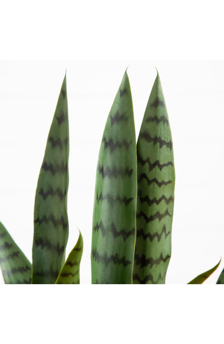 NEARLY NATURAL 2-ft UV Resistant Artificial Sansevieria Snake Plant in White Decorative Planter, Alternate, color, Green