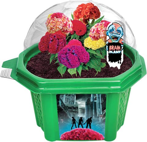 Zombie Brains - Indoor Micro-Gardening Kit