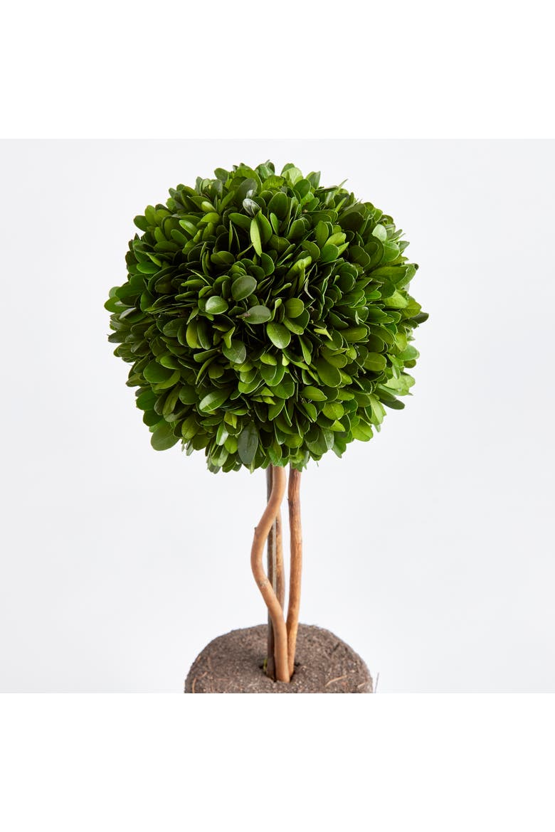 Boxwood Single Sphere Topiary Drop-In 16", Alternate, color, Green