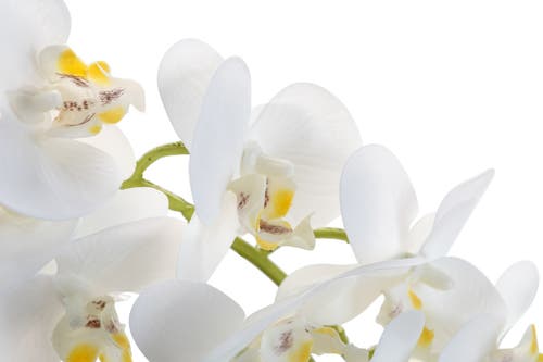 Cocobella Wesley Realtouch Cement Orchid In White