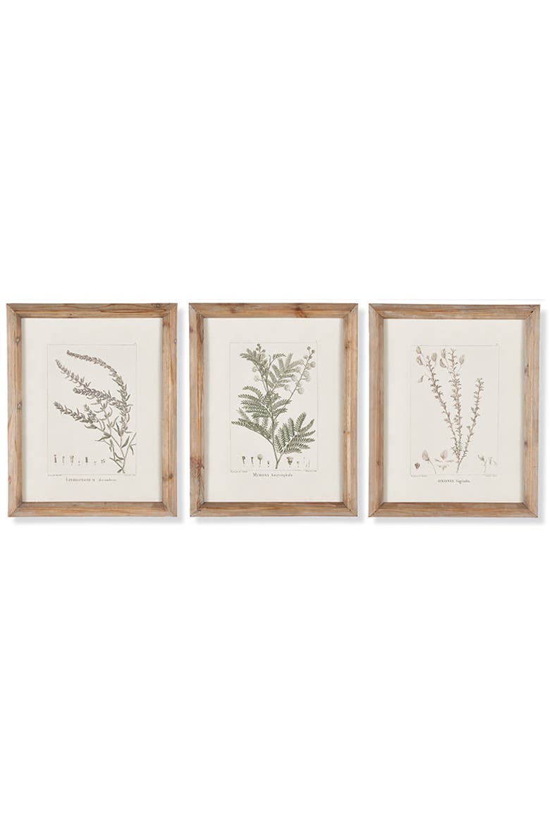 Botanical Illustrations Set of 9, Alternate, color, Gray