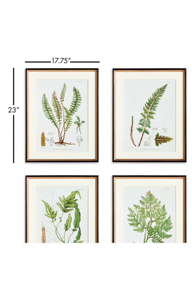Napa Home & Garden 17.75" x 23" Decorative Structural Fern Botanical Study Framed Prints Set of 4, Alternate, color, Green