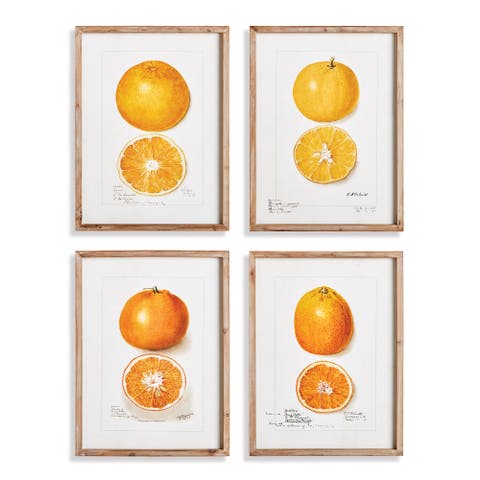 Citrus Study Framed Wall Art Set of 4